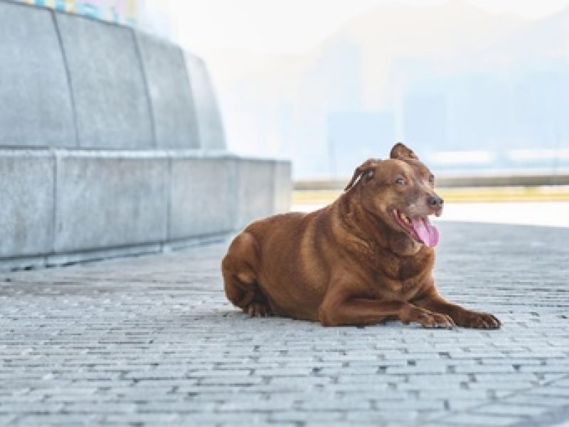 dog_image1